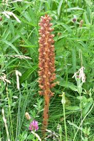 Attēlu rezultāti vaicājumam “Orobanche elatior flower”