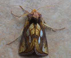 Attēlu rezultāti vaicājumam “Plusia festucae”