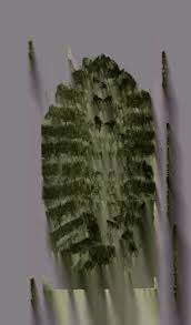 Attēlu rezultāti vaicājumam “Platyptilia gonodactyla imago”