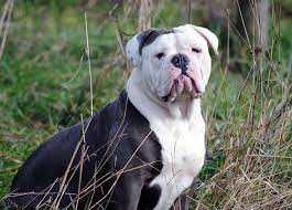 Image result for Bulldogs Power and strength