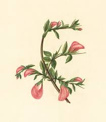 Attēlu rezultāti vaicājumam “Ononis arvensis flower”