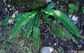 Attēlu rezultāti vaicājumam “Polystichum lonchitis”