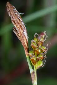 Attēlu rezultāti vaicājumam “Carex caryophyllea”