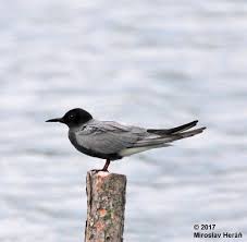 Attēlu rezultāti vaicājumam “Chlidonias niger”