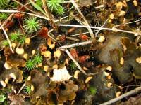 Attēlu rezultāti vaicājumam “Peltigera polydactylon”