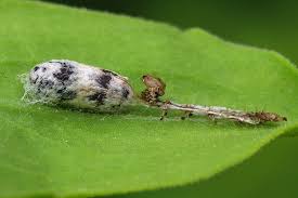 Attēlu rezultāti vaicājumam “Ichneumonidae cocoon”