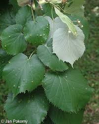 Attēlu rezultāti vaicājumam “Tilia tomentosa leaf”