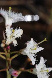 Attēlu rezultāti vaicājumam “Menyanthes trifoliata bud”