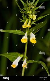 Attēlu rezultāti vaicājumam “Melampyrum pratense flower”