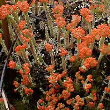 Attēlu rezultāti vaicājumam “Cladonia floerkeana”