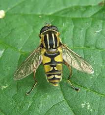 Attēlu rezultāti vaicājumam “Helophilus pendulus”
