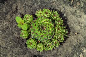 Attēlu rezultāti vaicājumam “Jovibarba globifera leaf”