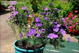 Image result for Nierembergia