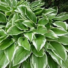 Image result for Hosta fortunei albomarginata