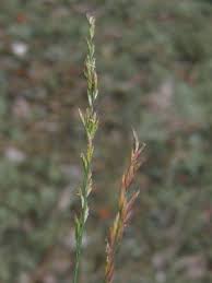 Attēlu rezultāti vaicājumam “Nardus stricta fruit”