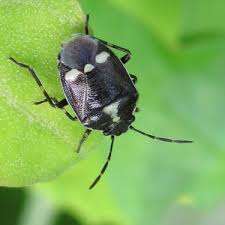 Attēlu rezultāti vaicājumam “Eurydema oleracea imago”