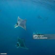 Image result for Mobula hypostoma