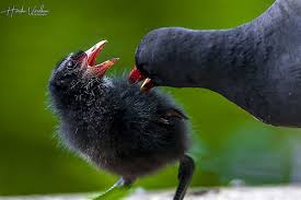Attēlu rezultāti vaicājumam “Gallinula chloropus adult”