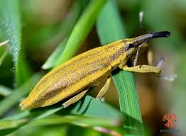 Attēlu rezultāti vaicājumam “Lixus iridis”