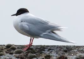 Attēlu rezultāti vaicājumam “Rhyacionia pinicolana”
