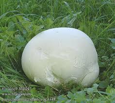 Attēlu rezultāti vaicājumam “Langermania gigantea”