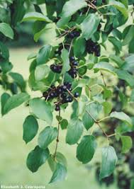 Attēlu rezultāti vaicājumam “Rhamnus cathartica fruit”