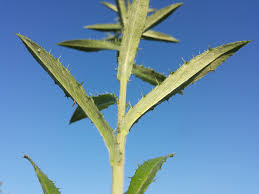 Attēlu rezultāti vaicājumam “Carlina biebersteinii”