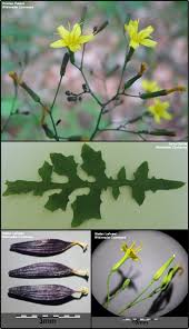 Attēlu rezultāti vaicājumam “Mycelis muralis bud”