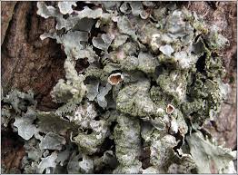 Attēlu rezultāti vaicājumam “Parmelia sulcata”