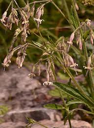 Attēlu rezultāti vaicājumam “Silene tatarica leaf”