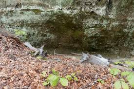 Attēlu rezultāti vaicājumam “Oxystegus tenuirostris”