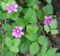 Attēlu rezultāti vaicājumam “Rubus arcticus flower”