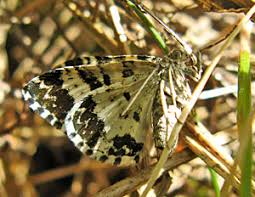 Attēlu rezultāti vaicājumam “Epirrhoe tristata imago”