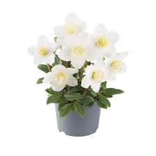 Attēlu rezultāti vaicājumam “Helleborus niger flower”