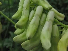 Attēlu rezultāti vaicājumam “Vicia pisiformis”