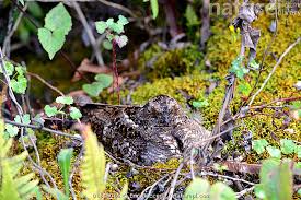 Attēlu rezultāti vaicājumam “Caprimulgus europaeus nest”