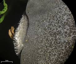 Attēlu rezultāti vaicājumam “Leptogium saturninum”