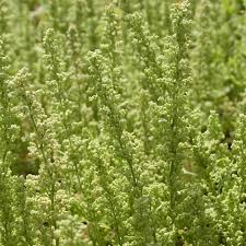Image result for Chenopodium botrys