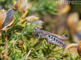 Attēlu rezultāti vaicājumam “Myrmeleotettix maculatus”