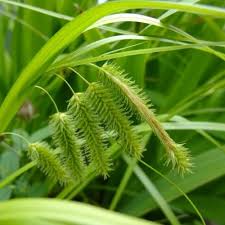 Attēlu rezultāti vaicājumam “Carex pseudocyperus fruit”
