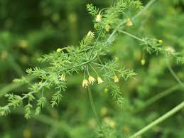 Attēlu rezultāti vaicājumam “Asparagus officinalis leaf”