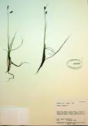 Attēlu rezultāti vaicājumam “Carex limosa fruit”