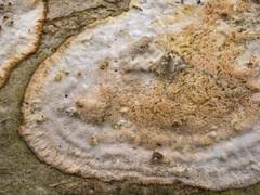 Attēlu rezultāti vaicājumam “Junghuhnia pseudozilingiana”