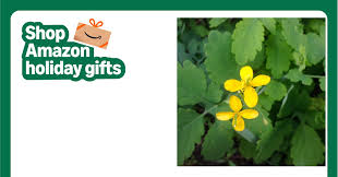 Image result for Chelidonium majus