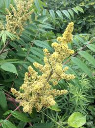 Attēlu rezultāti vaicājumam “Rhus typhina flower”