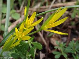 Attēlu rezultāti vaicājumam “Gagea pratensis flower”