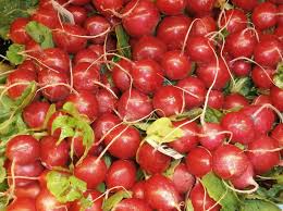 Attēlu rezultāti vaicājumam “Raphanus raphanistrum fruit”