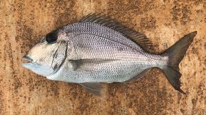 Image result for Calamus bajonado