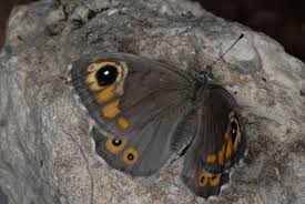 Attēlu rezultāti vaicājumam “Lasiommata maera”