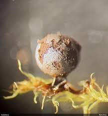 Attēlu rezultāti vaicājumam “Lamproderma puncticulatum macro”